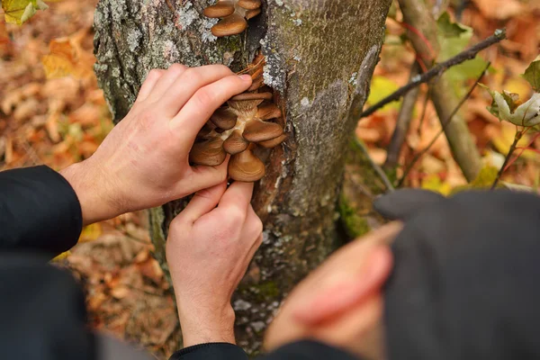 La búsqueda de setas en el bosque. Picador de champiñones. Un joven corta un hongo con un cuchillo. Hombres manos, cuchillo, setas . — Foto de Stock