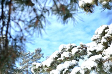 soğuk kış günü sokakta beyaz karda bir kaç yeşil ağaç dalları