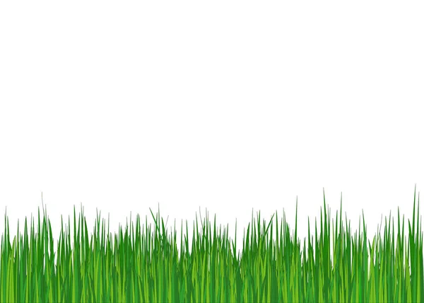 Gräs. Sommar (våren) bakgrund. Vektor — Stock vektor