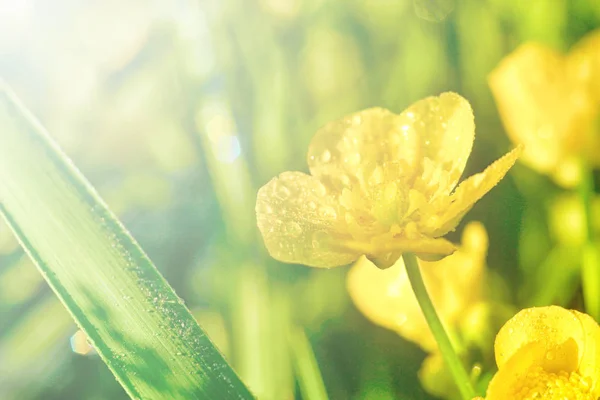 야생 야생화입니다. 이 슬 꽃에 삭제합니다. 자연 그리고 식물입니다. 여름 (봄) 배경. — 스톡 사진