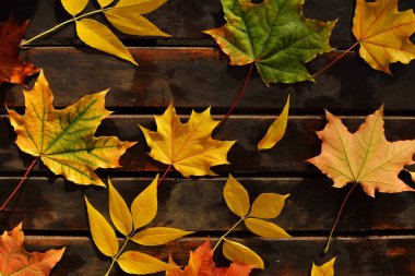 ahşap bir arka plan üzerinde renkli açık saçık güzel sonbahar (akçaağaç, meşe, kestane, üzüm, ceviz gibi) yaprakları