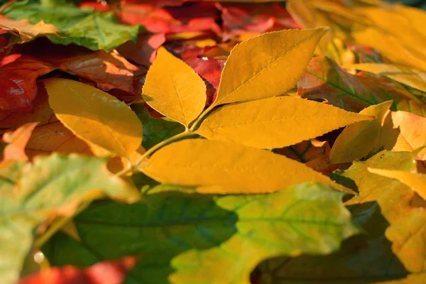 Abwechslungsreiche, bunte Herbstblätter. Hintergrund Herbst. — Stockfoto