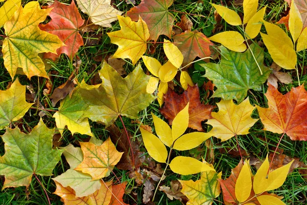 stock image Fallen leaves in the park in the autumn season. Autumn background of foliage.