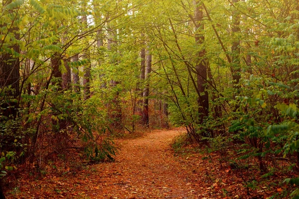 Een bospad bezaaid met gevallen bladeren in de herfst. Natuur, bossen en parken. — Stockfoto