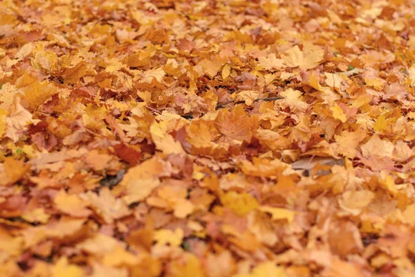 Feuilles tombées dans le parc à l'automne. Fond automnal du feuillage . — Photo