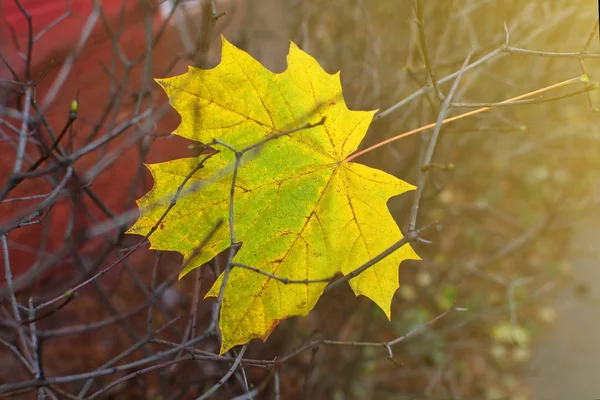 Une feuille d'érable jaune tombée coincée dans des branches sèches dans le parc à la fin de l'automne . — Photo