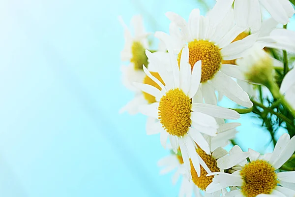 Wiosną Delikatne Kwiaty Stokrotki Niebieskim Tle Drewnianych Lato Tle — Zdjęcie stockowe