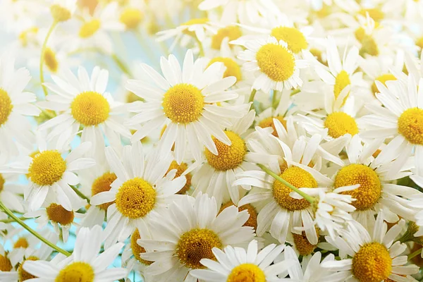 Wiosną Delikatne Kwiaty Stokrotki Niebieskim Tle Drewnianych Lato Tle — Zdjęcie stockowe
