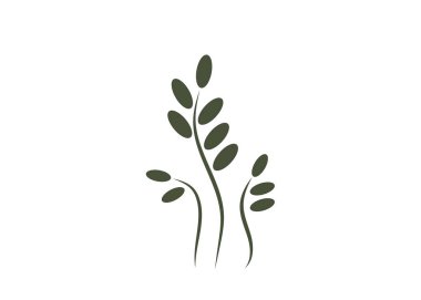 Yeşil çimen (fasulye, kahve, filizlenme). Gazon. Vektör simgesi. web sürümü.