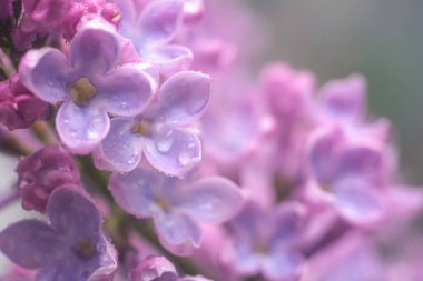 Sabahın erken saatlerinde bahar leylak çiçekleri. Doğal arkaplan.
