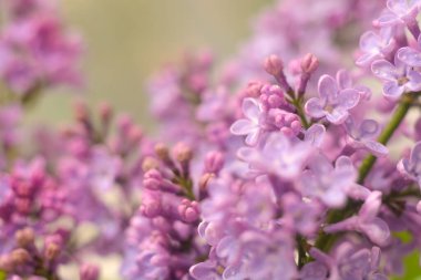 Sabahın erken saatlerinde bahar leylak çiçekleri. Doğal arkaplan.