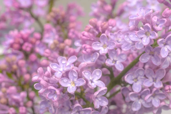 Wiosenne Kwiaty Lilii Wczesnym Rankiem Naturalne Tło — Zdjęcie stockowe