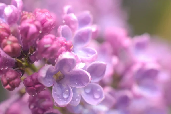 Flores Lila Primavera Por Mañana Temprano Fondo Natural —  Fotos de Stock