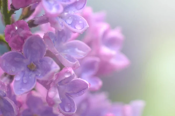 Spring Lilac Flowers Early Morning Natural Background — Stock Photo, Image