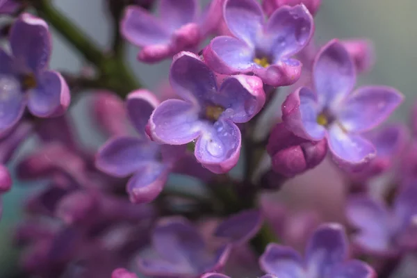 Flores Lila Primavera Por Mañana Temprano Fondo Natural —  Fotos de Stock