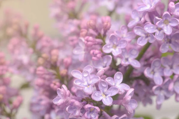 Frühlingslila Blüht Frühen Morgen Natürlicher Hintergrund — Stockfoto