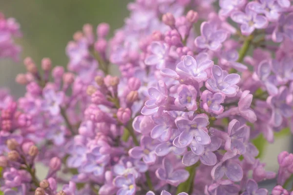 早朝に春のライラックの花 自然背景 — ストック写真