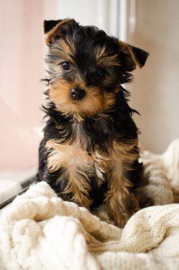 Yorkshire Terrier köpek yavrusu oturan, 3 aylık beyaz örgü battaniye var izole