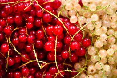 Arka plan kırmızı ve beyaz Frenk üzümü çilek. Görünümü en çok, uzay kopyalayın. Vejetaryen ve vegan kavramı. Yaz sağlıklı gıda. Makro çilek