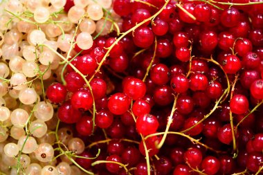 Arka plan kırmızı ve beyaz Frenk üzümü çilek. Görünümü en çok, uzay kopyalayın. Vejetaryen ve vegan kavramı. Yaz sağlıklı gıda. Makro çilek