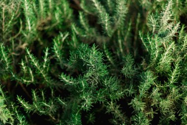 Bahçesinde taze biberiye çalılar. Yeşil ot çalılar açık büyümek. Güneş ışığı etkisi, kopya alanı ile arka plan bitki. Biberiye yaprağı tarım bir çiftlikte, yakın çekim