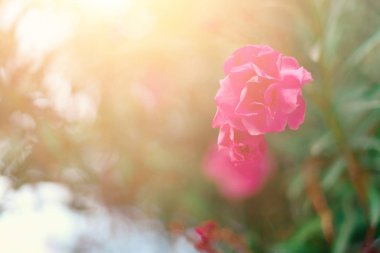 Çiçeği bahar, egzotik yaz, güneşli gün kavramı. Çiçek pembe zakkum çiçek ya da bahçede nerium. İsrail kır çiçekleri. Seçici odak. Kopya alanı.