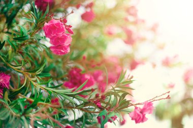 Çiçeği bahar, egzotik yaz, güneşli gün kavramı. Çiçek pembe zakkum çiçek ya da bahçede nerium. İsrail kır çiçekleri. Seçici odak. Kopya alanı.