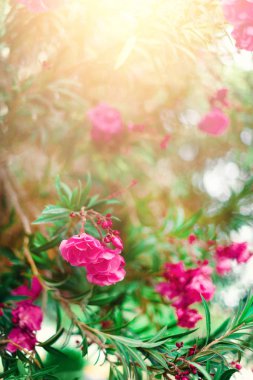 Çiçeği bahar, egzotik yaz, güneşli gün kavramı. Çiçek pembe zakkum çiçek ya da bahçede nerium. İsrail kır çiçekleri. Seçici odak. Kopya alanı.