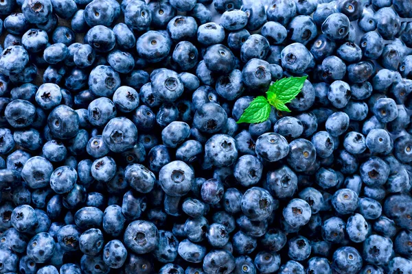 Makro tekstur af blåbær bær tæt på. Grænsedesign. Sommer, vitamin, vegansk, vegetarisk koncept. Sund mad. Friske blåbær baggrund med kopi plads til din tekst - Stock-foto