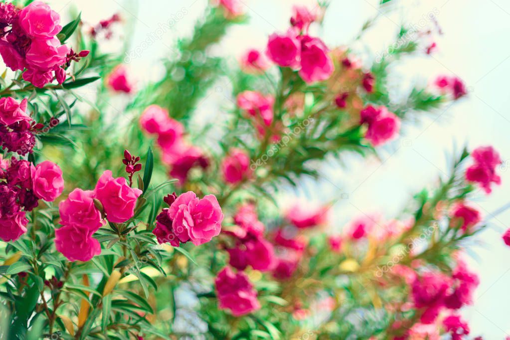 Blossom spring, exotic summer, sunny day concept. Blooming pink oleander flower or nerium in garden. Wild flowers in Israel. Selective focus. Copy space.