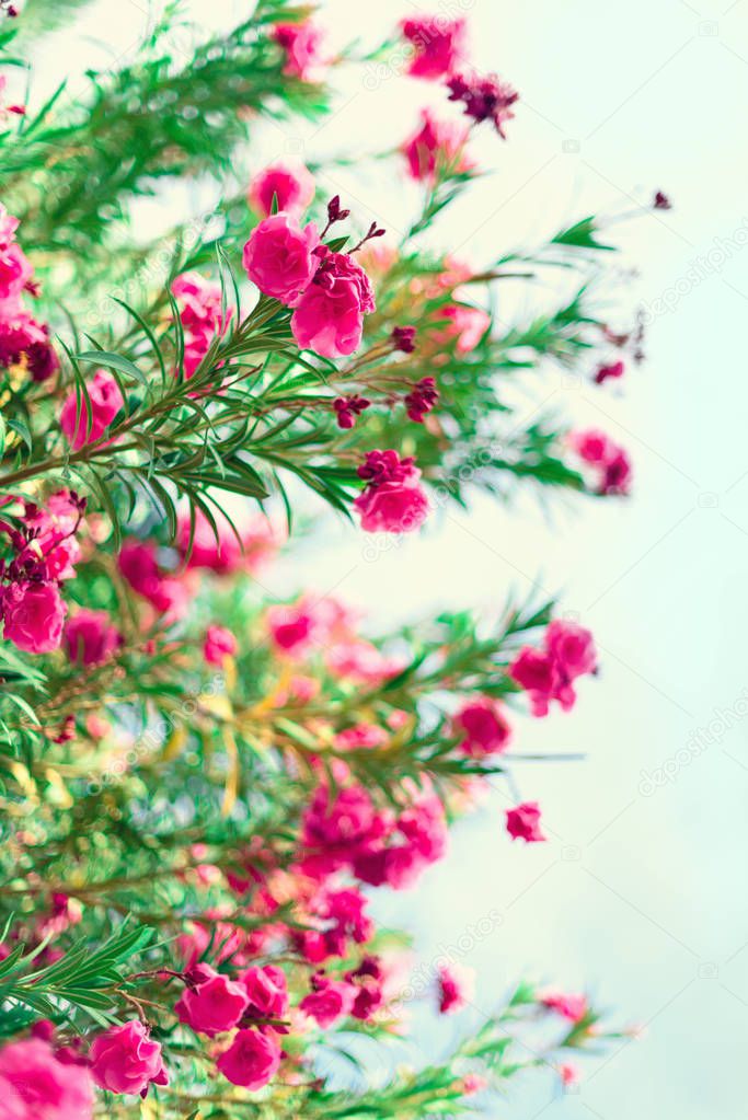 Blossom spring, exotic summer, sunny day concept. Blooming pink oleander flower or nerium in garden. Wild flowers in Israel. Selective focus. Copy space.