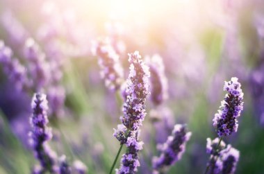 Provence doğa arka plan. Güneş ışığı kopya alanı ile lavanta alanında. Mor çiçek açan makro lavanta çiçekleri. Yaz kavramı, seçici odak