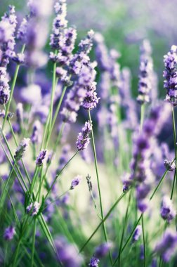 Provence doğa arka plan. Güneş ışığı kopya alanı ile lavanta alanında. Mor çiçek açan makro lavanta çiçekleri. Yaz kavramı, seçici odak