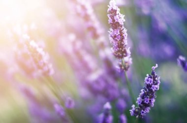 Provence doğa arka plan. Güneş ışığı kopya alanı ile lavanta alanında. Mor çiçek açan makro lavanta çiçekleri. Yaz kavramı, seçici odak