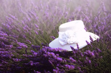 Beyaz kadının şapkasını mor lavanta çalılar. Yaz manzara yakınındaki Valensole Provence, Fransa. Lila lavanta alan. Doğa arka plan kopya alanı ile.