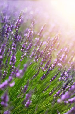 Provence doğa arka plan. Güneş ışığı kopya alanı ile lavanta alanında. Mor çiçek açan makro lavanta çiçekleri. Yaz kavramı, seçici odak