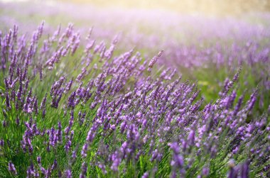 Provence doğa arka plan. Güneş ışığı kopya alanı ile lavanta alanında. Mor çiçek açan makro lavanta çiçekleri. Yaz kavramı, seçici odak