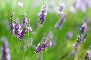 Provence doğa arka plan. Güneş ışığı kopya alanı ile lavanta alanında. Mor çiçek açan makro lavanta çiçekleri. Yaz kavramı, seçici odak