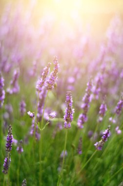 Mor çiçek açan makro lavanta çiçekleri. Provence doğa arka plan. Güneş ışığı kopya alanı ile lavanta alanında. Yaz kavramı, seçici odak