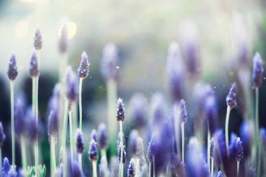Lavanta bitki alanı. Lavandula angustifolia çiçek. Mor kır çiçekleri arka plan kopya alanı ile çiçek açmış. Seçici odak. Blossom ve sihirli bahar kavramı.