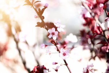 Japon kiraz ağacı çiçek açmış. Çiçeği sakura çiçekler. Güneşli gün ve bahar doğa arka plan. Paskalya kavramı. Kopya alanı.