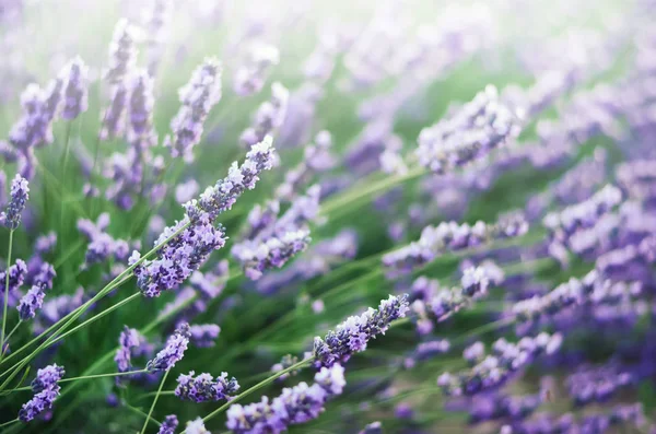 Fondo de la naturaleza Provenza. Campo de lavanda a la luz del sol con espacio para copiar. Macro de flores de lavanda violeta en flor. Concepto de verano, enfoque selectivo — Foto de Stock