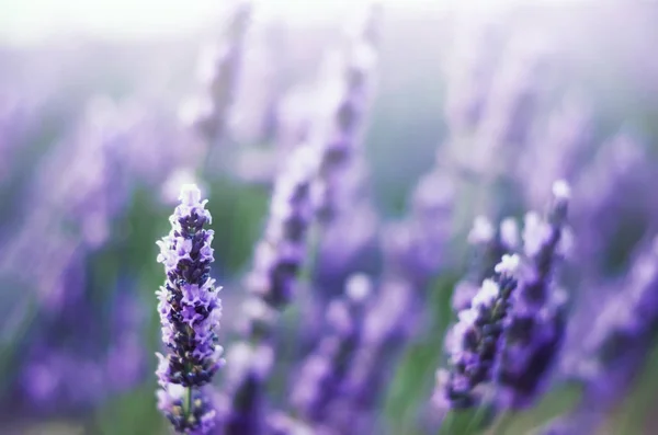 Provence nature background. Lavender field in sunlight with copy space. Macro of blooming violet lavender flowers. Summer concept, selective focus