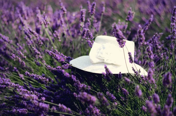 Beyaz kadının şapkasını mor lavanta çalılar. Yaz manzara yakınındaki Valensole Provence, Fransa. Lila lavanta alan. Doğa arka plan kopya alanı ile. — Stok fotoğraf