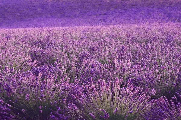 Fliederfarbenes Lavendelfeld, Sommerlandschaft in der Nähe von Valensole in der Provence, Frankreich. Natur Hintergrund mit Kopierraum. — Stockfoto