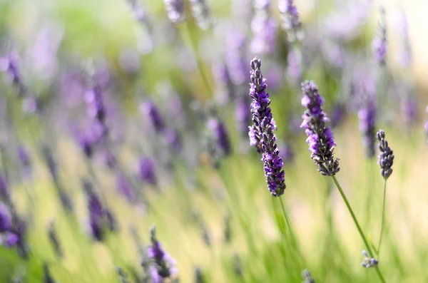 Provence nature background. Lavender field in sunlight with copy space. Macro of blooming violet lavender flowers. Summer concept, selective focus