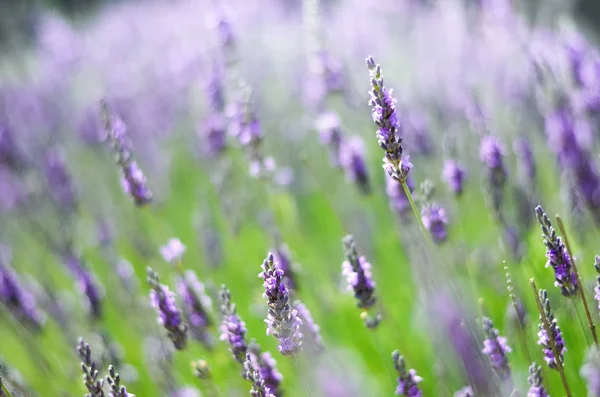 Macro de flores de lavanda violeta en flor. Fondo de la naturaleza Provenza. Campo de lavanda a la luz del sol con espacio para copiar. Concepto de verano, enfoque selectivo — Foto de Stock