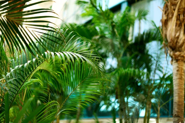 Tropisch groene palm bomen achtergrond. Zomer, vakantie en reizen concept met kopie ruimte. Palmbladeren en takken. — Stockfoto