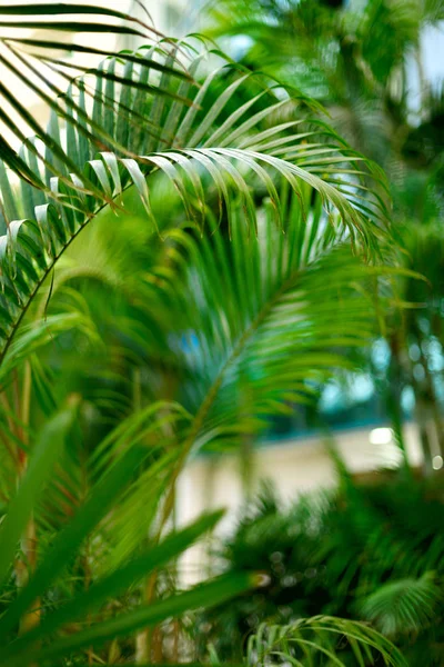 Arrière-plan tropical de palmiers verts. Concept été, vacances et voyage avec espace de copie. Feuilles et branches de palmier . — Photo