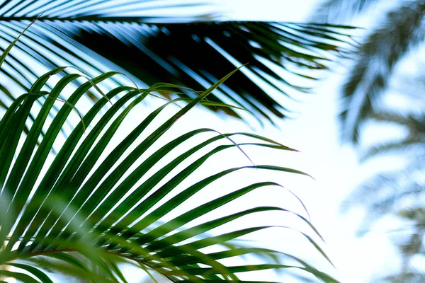 Branches de palmier avec effet de lumière du soleil. Concept été, vacances et voyage avec espace de copie. Des palmiers sur le ciel bleu. Contexte pour la conception. Vue sur la jungle tropicale — Photo